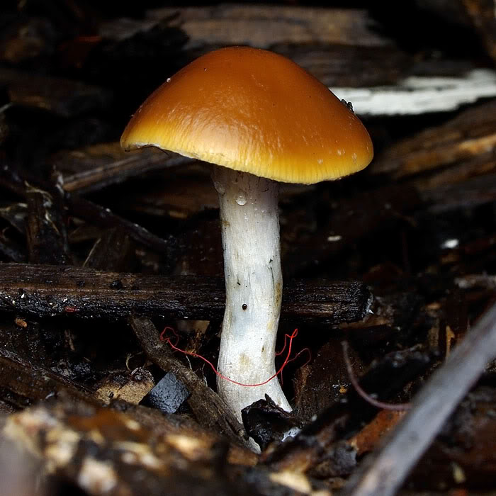 Psilocybe subaeruginosa