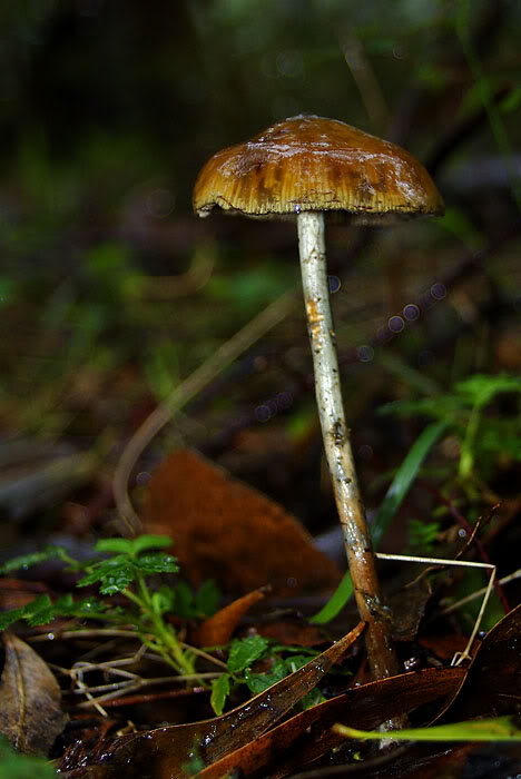 Psilocybe subaeruginosa