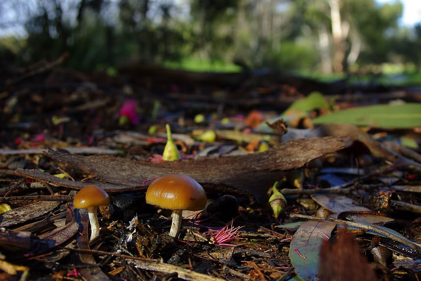 Psilocybe subaeruginosa