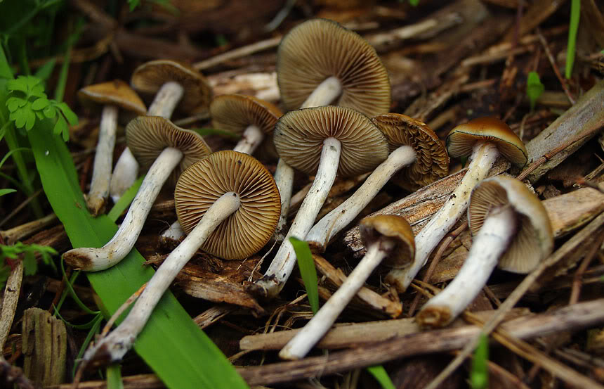 Psilocybe subaeruginosa