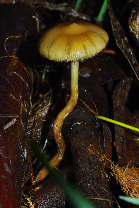 Psilocybe subaeruginosa