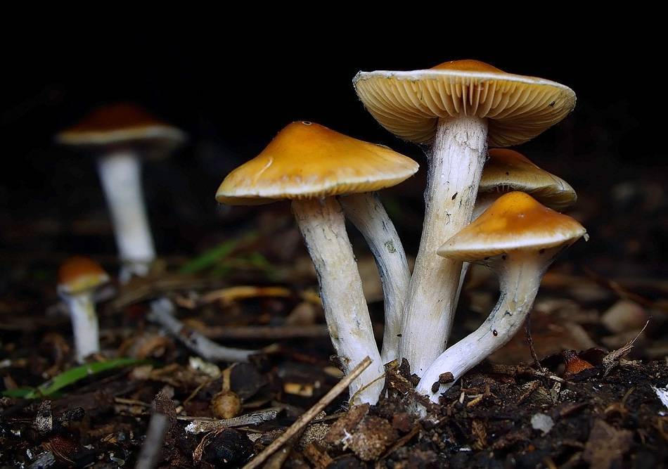 Psilocybe subaeruginosa