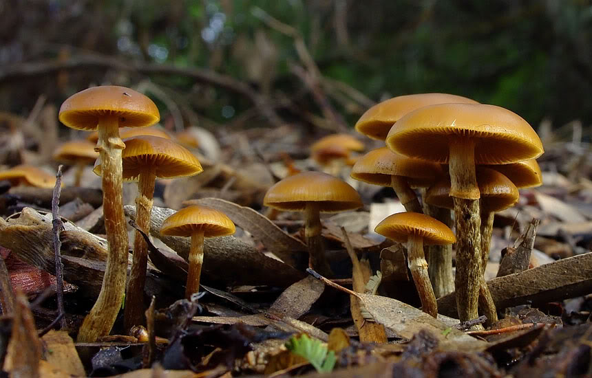 Galerina Marginata