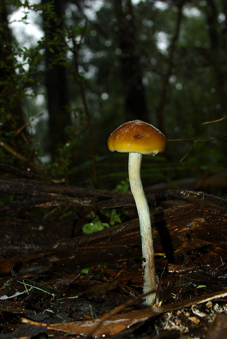 Psilocybe subaeruginosa