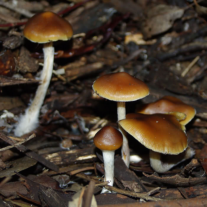 Psilocybe subaeruginosa