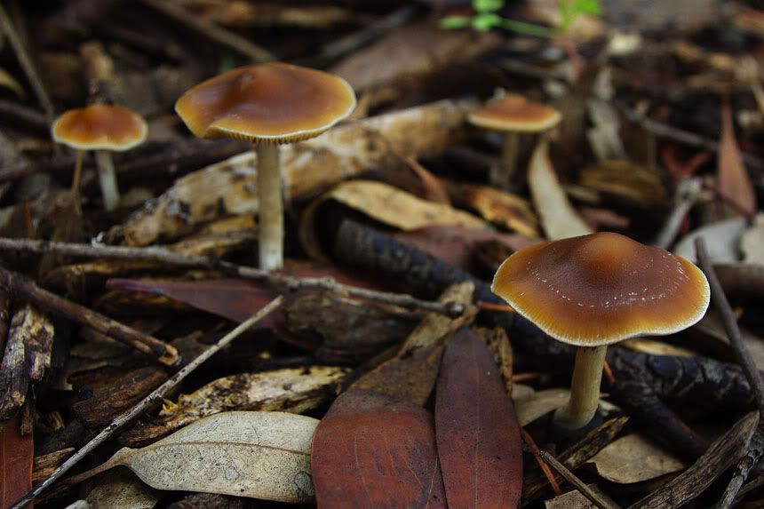 Psilocybe subaeruginosa