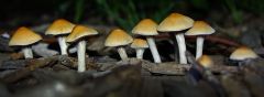 Psilocybe subaeruginosa