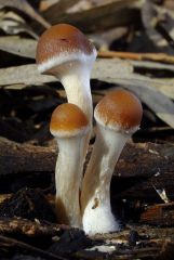 Psilocybe subaeruginosa