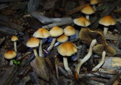 Psilocybe subaeruginosa