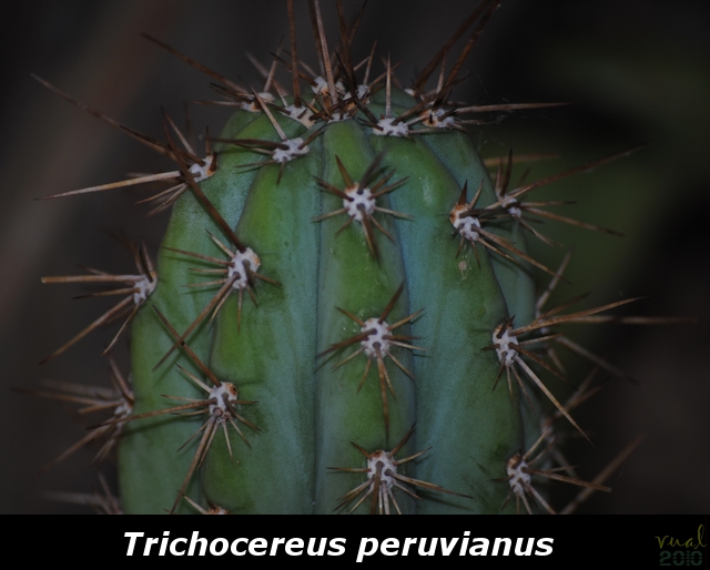 Trichocereus Peruvianus