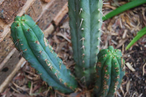 bridgesii again, same plant