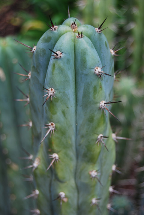 seed grown 'pachanoi' update