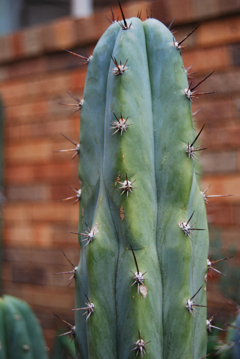 'pachanoi' seed grown