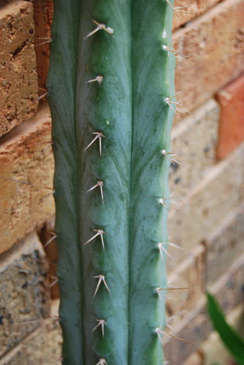 bridgesii