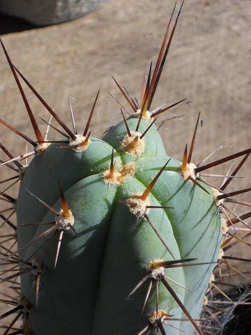 peru