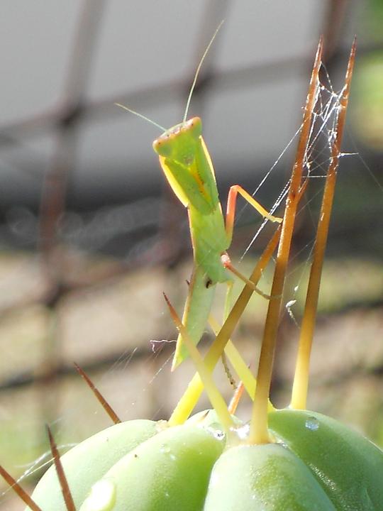 mantis on bridge