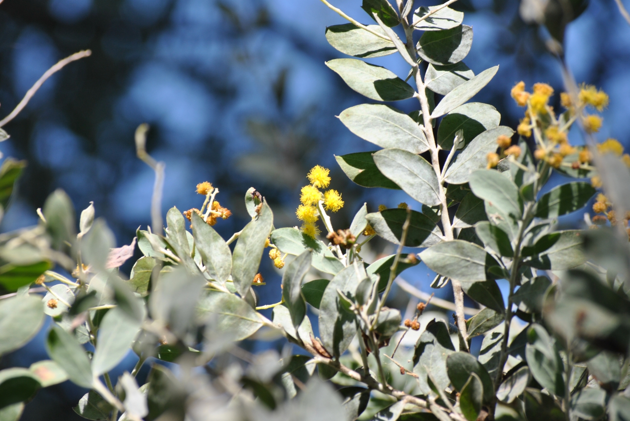 Acacia podalyriifolia