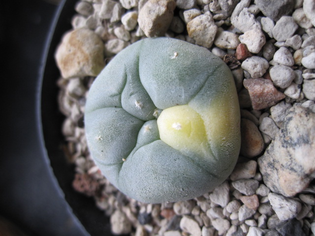 Variegated Lophophora diffusa