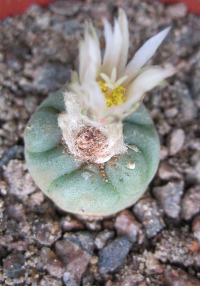 Lophophora koehresii flowering II