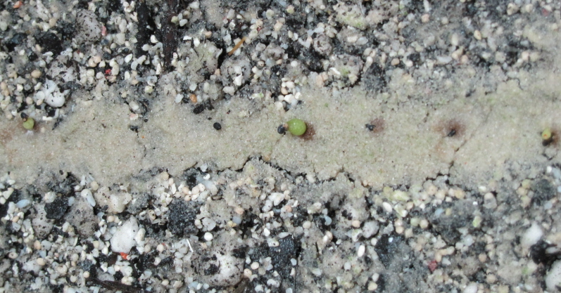 Bridgesii seedlings.JPG