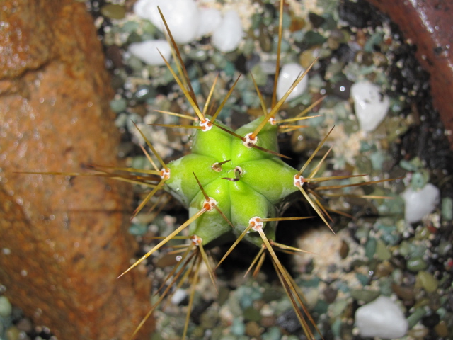 Bunnings Trichocereus 1.JPG