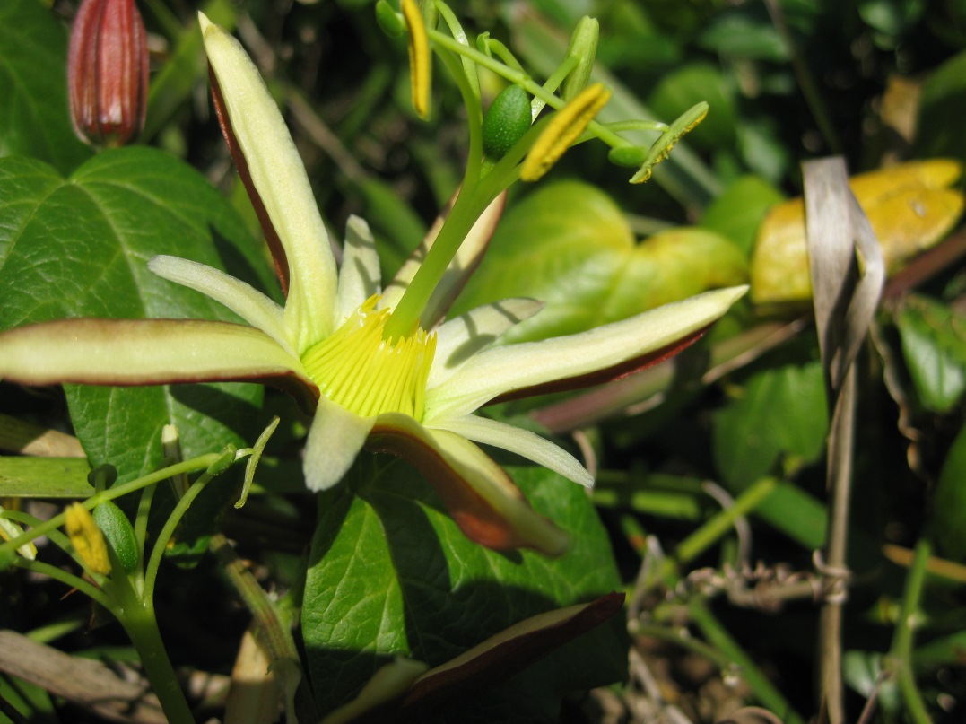 Passiflora cinnabarina (?)