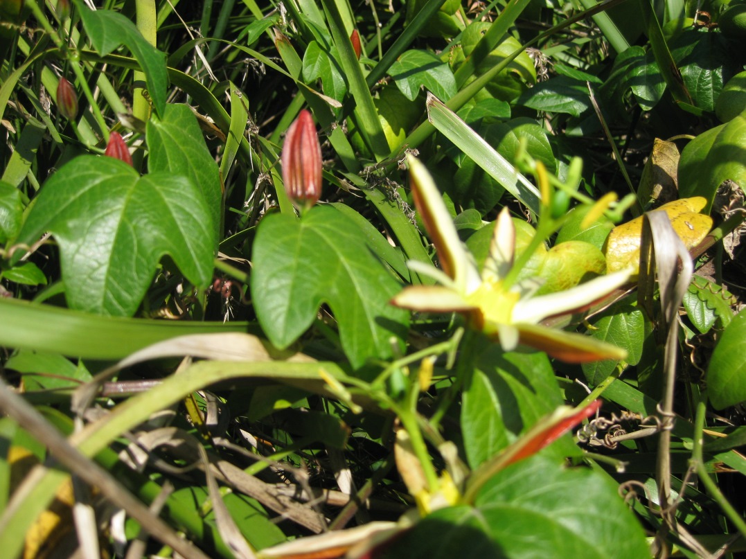 Passiflora cinnabarina (?) II