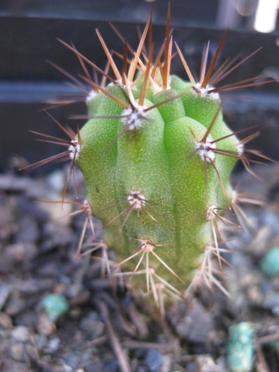 T. bridgesii seedling