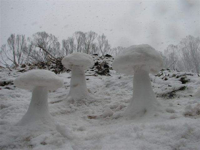 snowshroom