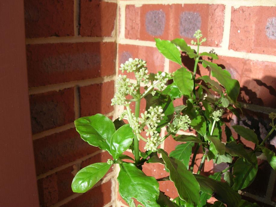 psychotria carthagenensis about to flower