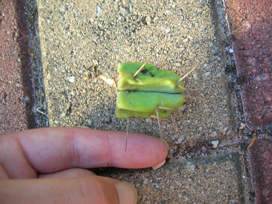 smallest cactus ive managed to throw roots