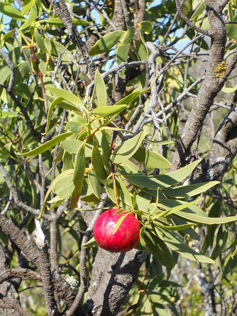 Santalum acuminatum 