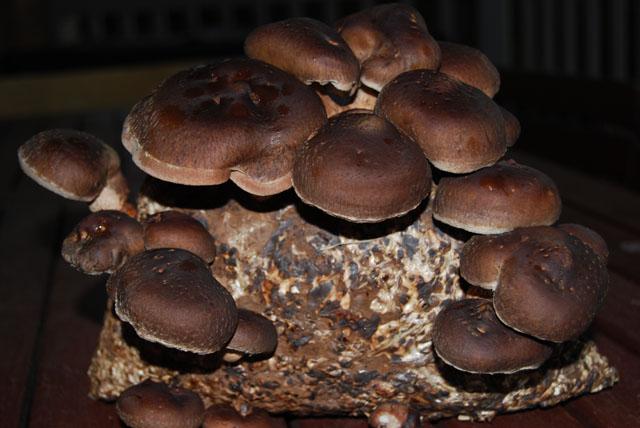 shiitake bag, 2nd flush.