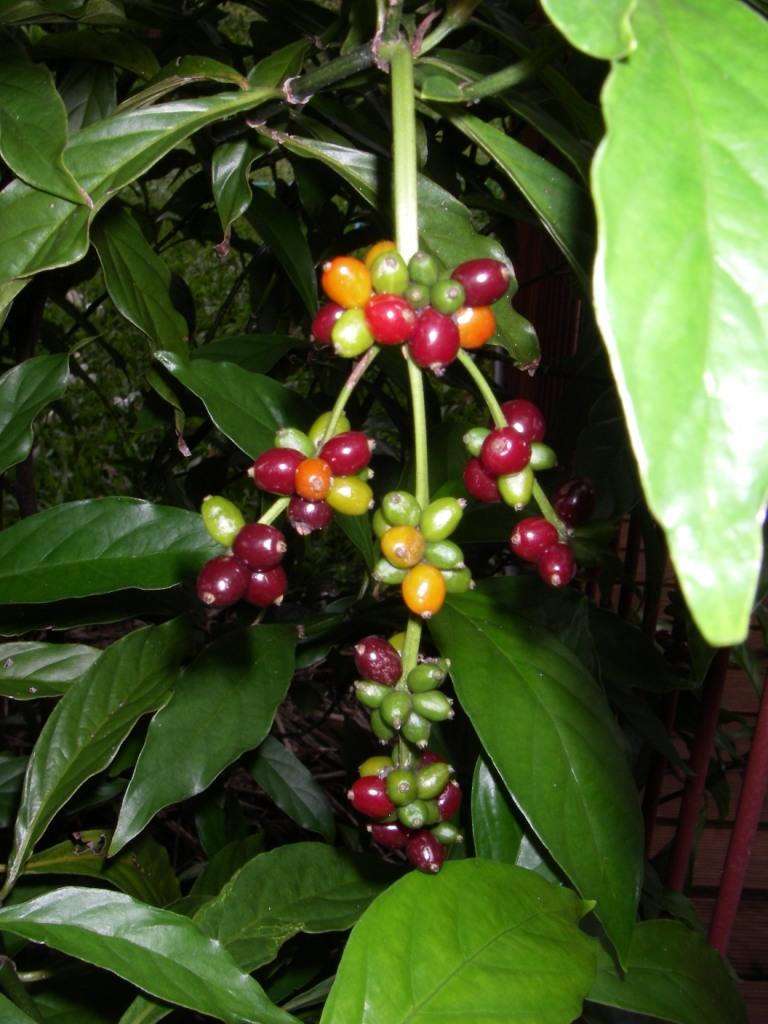 Chacruna Berries