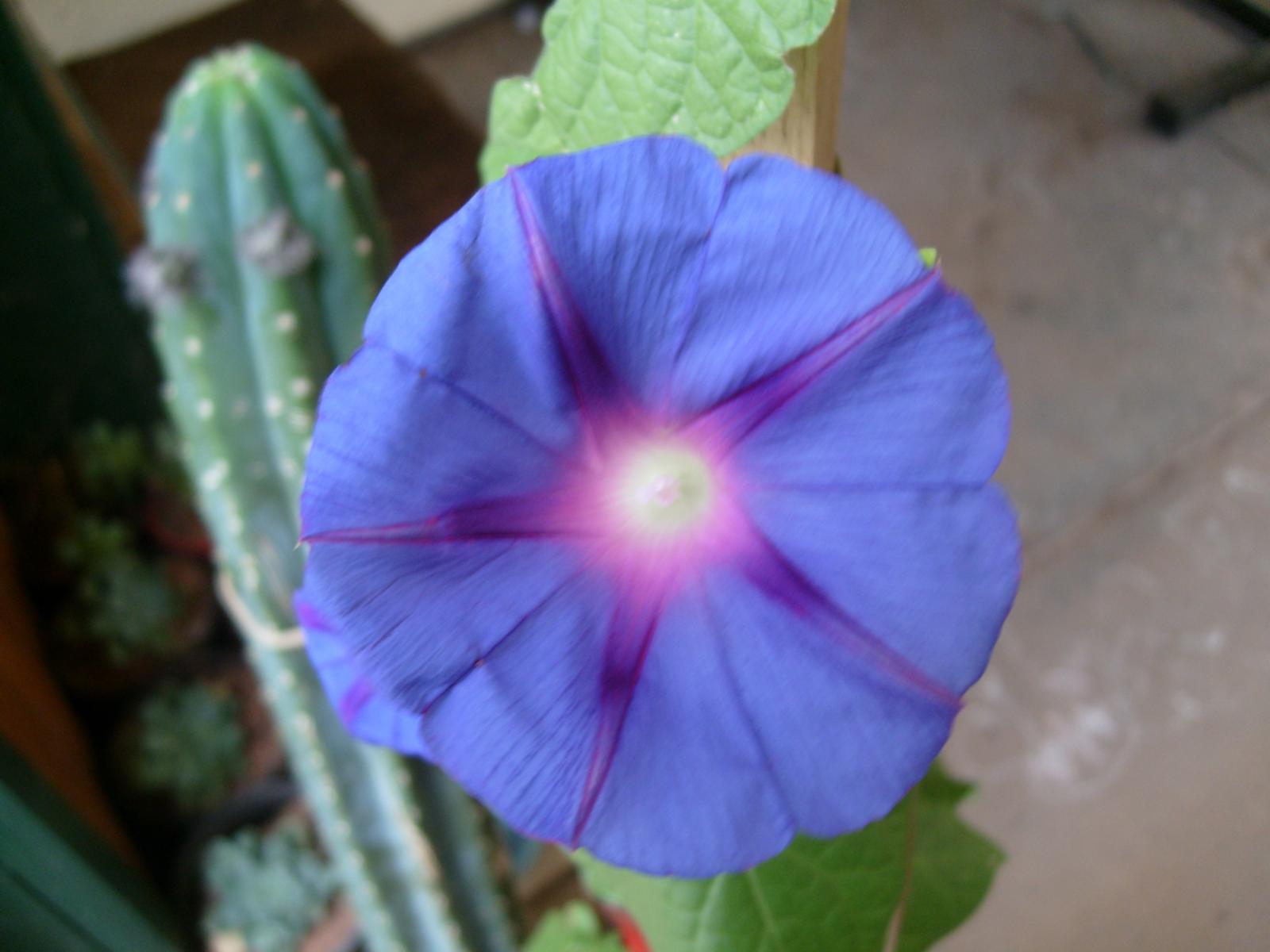 Pedro with a morning glory! No wonder he is grinning! ;-D