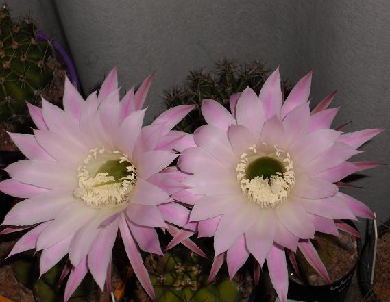 Echinopsis sp.