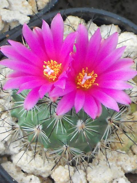 Turbinicarpus veireckii v.major