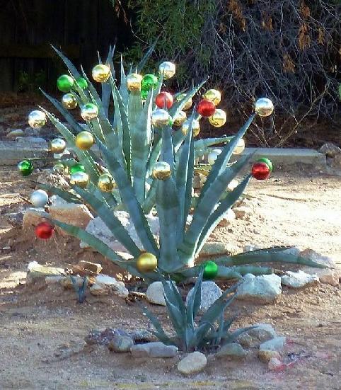 xmas agaves