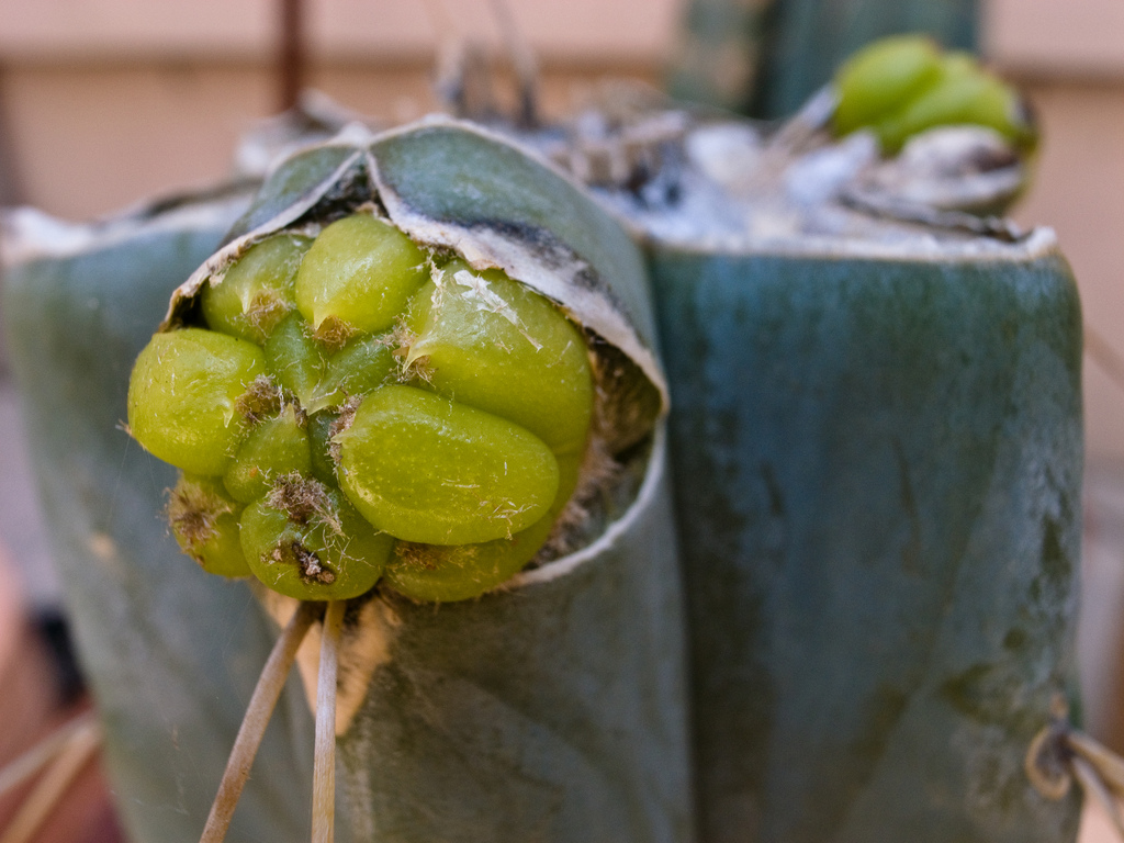 bridgesii pup