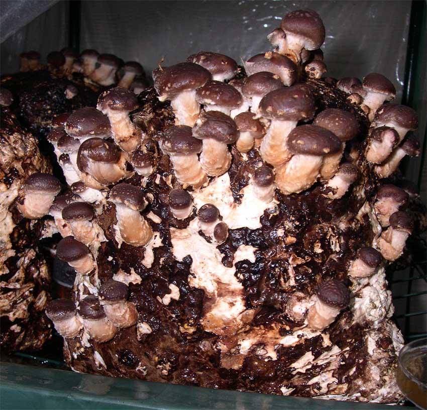 thick flush shiitake bags