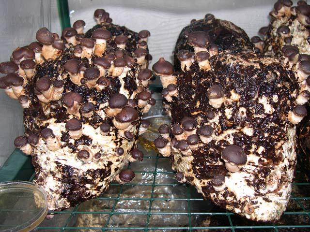 shiitake bags 1st flush