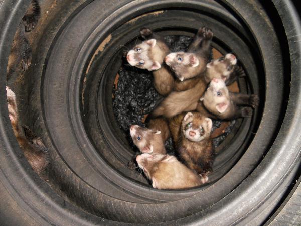 tyres full of ferrets