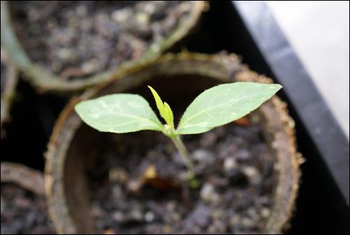 Banisteriopsis Caapi Seedling