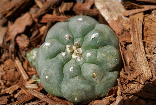 Lophophora W