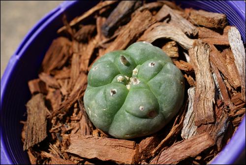 Lophophora