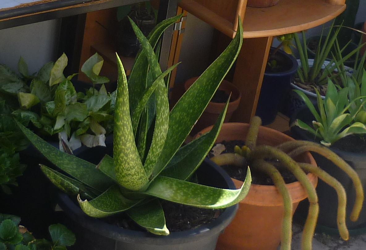 Aloe something