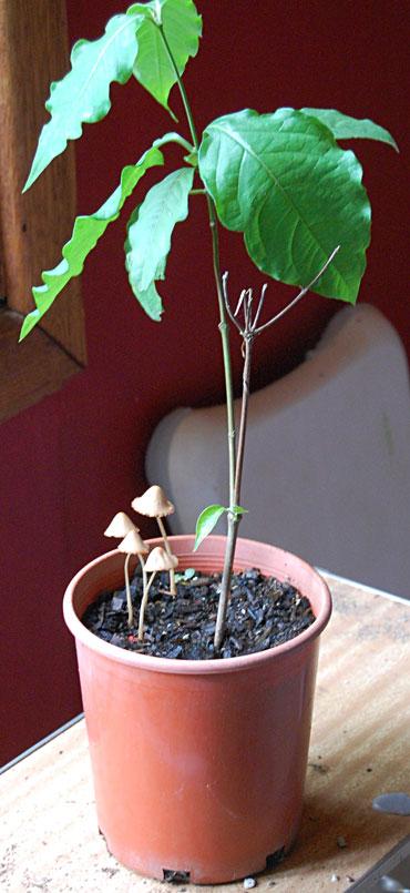 More information about "Caapi w/ a side of mushrooms"