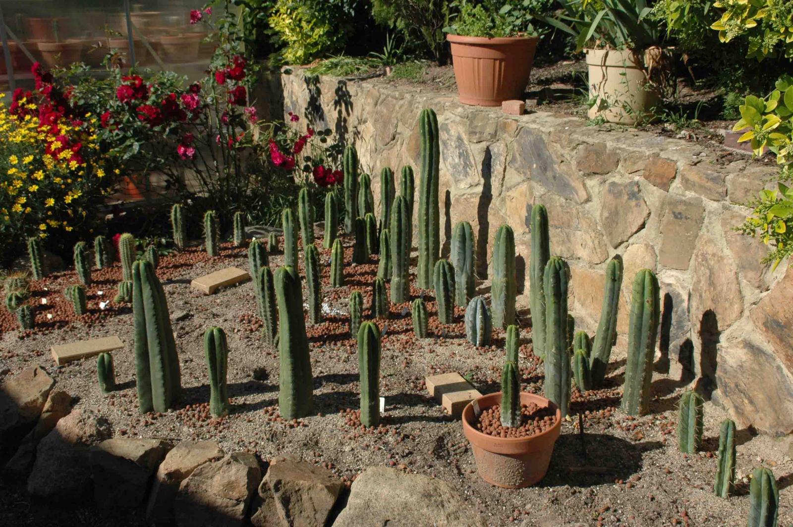 Thomas' cactus garden.jpg