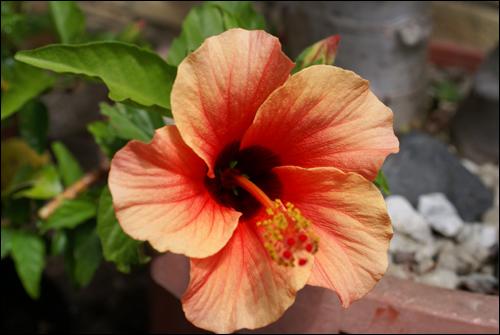 Hibiscus Rosa-Sinensis Flower