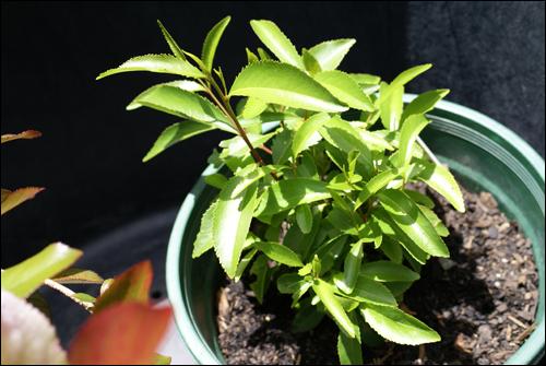 Catha Edulis (Narrow Leaf)